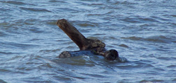 A large tree trunk bobs in the water.