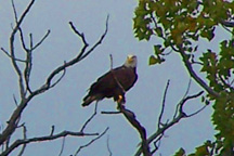 A bald eagle perches at the top of a riverside tree.