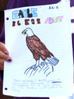 Riki's illustration of a mature bald eagle.