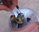 Closeup view of a mussel being dissected.