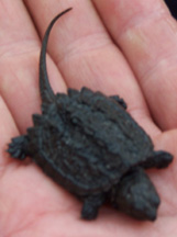 Closeup view of a snapping turtle hatchling resting in the palm of a crew member's hand.