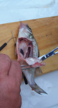 An unlucky perch undergoes dissection.