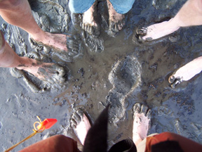 Four pairs of bare feet squishing into a muddy riverbank at low tide.