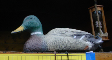 A hunter's abandoned decoy mallard.