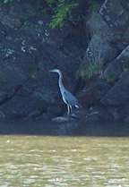 A blue heron stands in the shade at the river's edge.