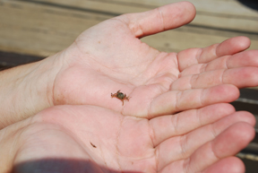A tiny crab.