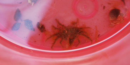 A spider crab scuttles along the bottom of a bucket.
