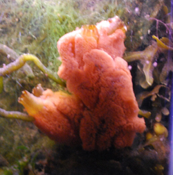 An unidentified, red sponge-like organism.