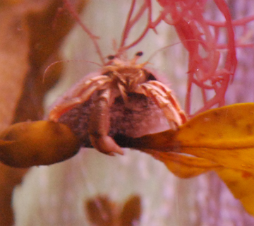 A hermit crab cleans its mouthparts.