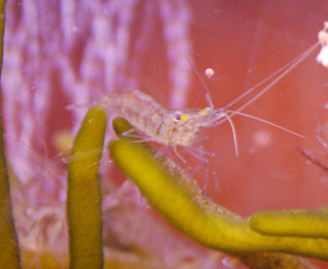 A semi-transparent shrimp.