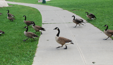 Canadian Geese afoot in Waryas Park.