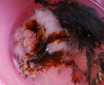A jellyfish squirms in the collection bucket.