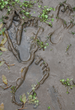 Student footprints in the river mud.