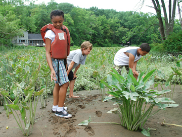 Raynika, Nick, and Matt B. examine water chestnuts at low tide.