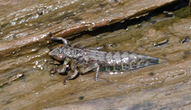A closeup of a dragonfly nymph.