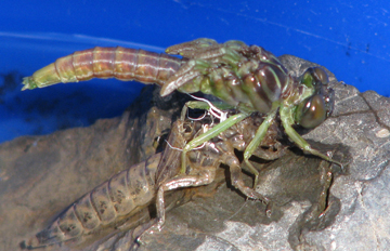 An adult dragonfly molts from its nymph carapace.