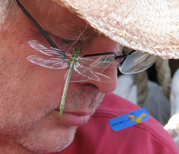 A dragonfly perches on Mr. Woodworth's glasses.